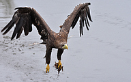 White-tailed eagle (Haliaeetus albicilla)